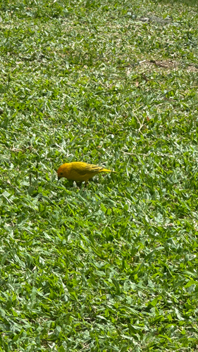 Saffron Finch
