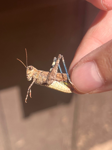 iNaturalist observation photo of Trimerotropis