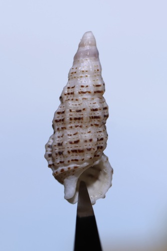 Cerithium muscarum, 2026-09-04