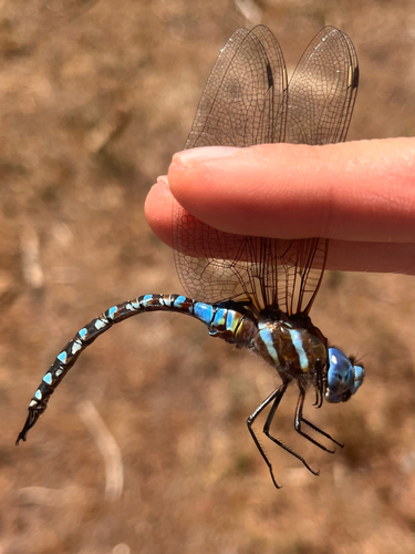 iNaturalist observation photo of Blue-eyed Darner