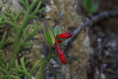 Agapetes hosseana