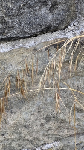 Bromus sterilis, photograph 3