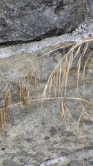 Bromus sterilis, photograph (c) guywallbanks, some rights reserved (CC BY)