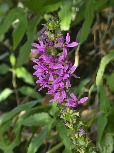 purple loosestrife