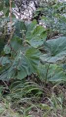 Petasites hybridus, photograph (c) guywallbanks, some rights reserved (CC BY)