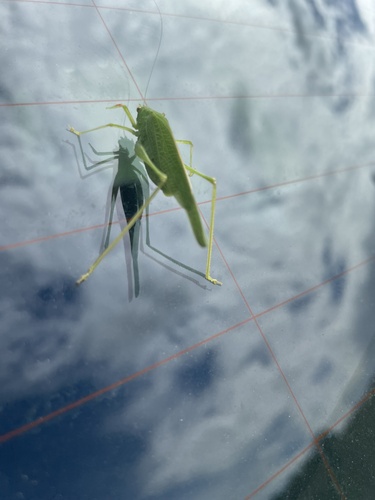 Mediterranean Katydid