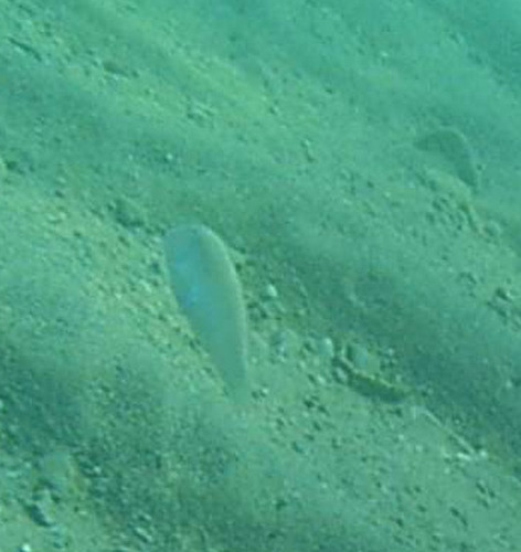 Pearly Razorfish