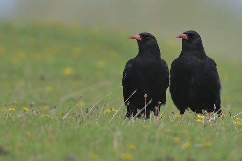 Red-billed Chough