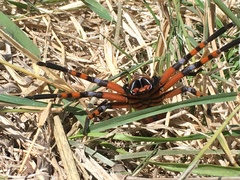 Neosparassus patellatus