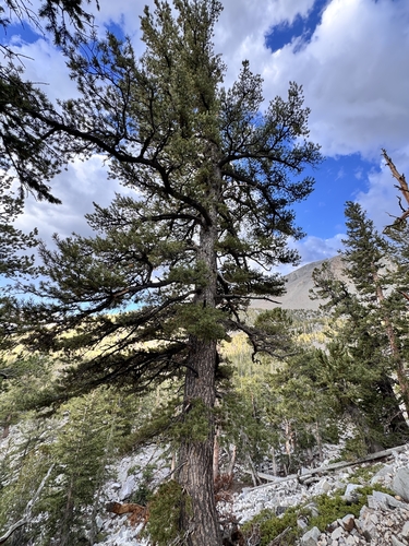 Pinus flexilis, photograph 4