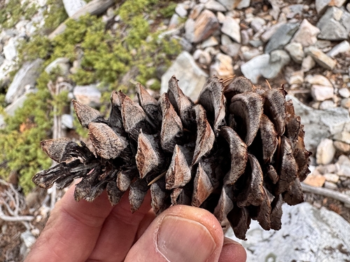 Pinus flexilis, photograph 5