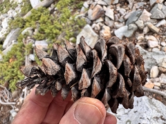 Pinus flexilis, photograph (c) Matt Lavin, some rights reserved (CC BY-SA)