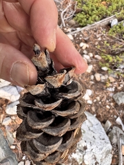 Pinus flexilis, photograph (c) Matt Lavin, some rights reserved (CC BY-SA)