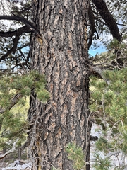 Pinus flexilis, photograph (c) Matt Lavin, some rights reserved (CC BY-SA)