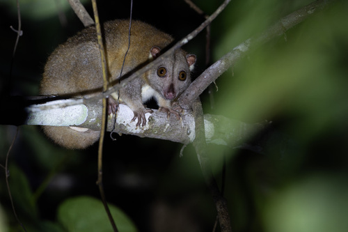 Phalanger orientalis observed 2026-08-15