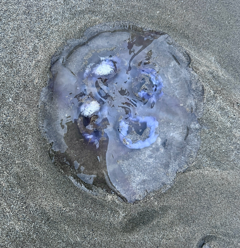 Common Moon Jelly