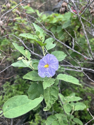 Solanum hindsianum, photograph 2