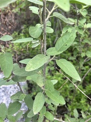 Solanum hindsianum, photograph author not stated, no rights reserved
