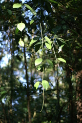 Hoya thailandica
