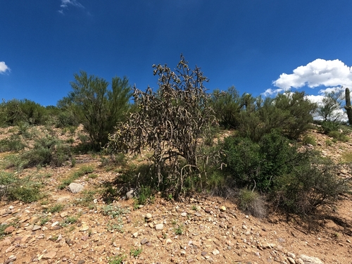 Cylindropuntia thurberi