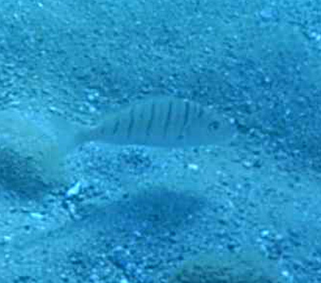 Striped Seabream