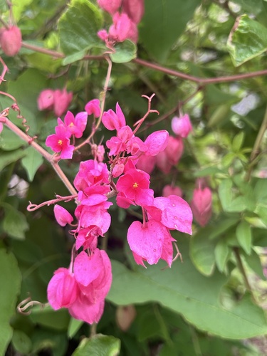 Antigonon leptopus, photograph 6