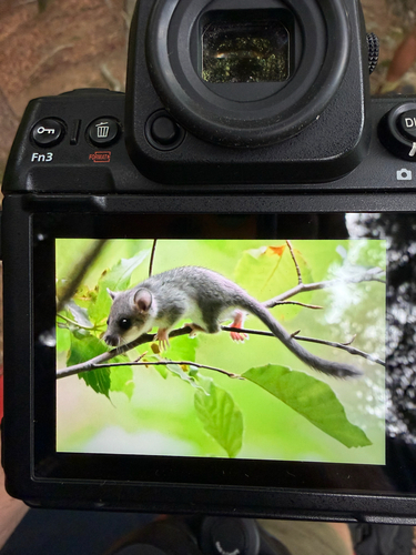 European Fat Dormouse