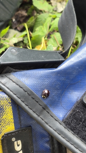 Fifteen-spotted Lady Beetle