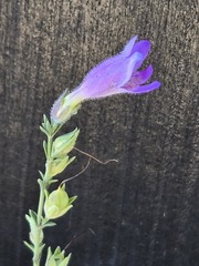 Penstemon linarioides, photograph (c) Jo Roberts, some rights reserved (CC BY)