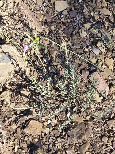Penstemon linarioides, photograph 6