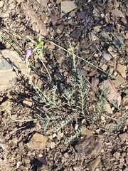 Penstemon linarioides, photograph (c) Jo Roberts, some rights reserved (CC BY)
