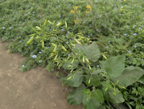 Nicotiana paniculata