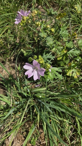 musk mallow