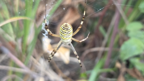 Wasp Spider