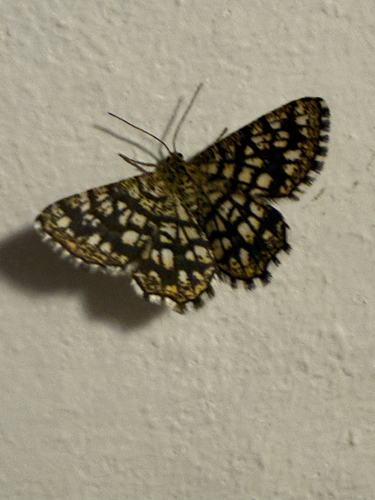 Latticed Heath