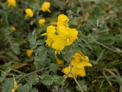 Solanum peruvianum