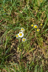 Matricaria