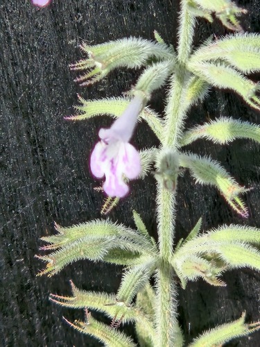 Hedeoma drummondii