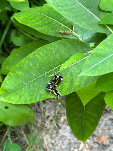 Milkweed Tussock Moth