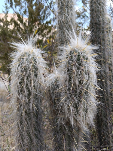 Oreocereus pseudofossulatus