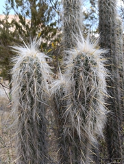 Oreocereus pseudofossulatus