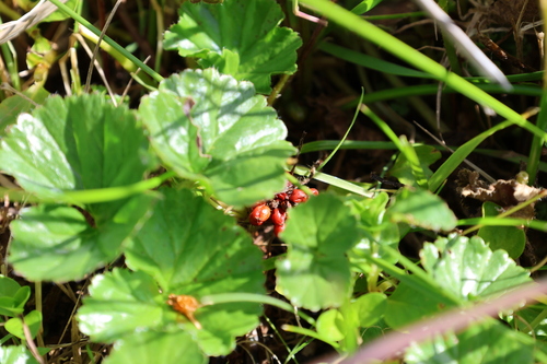 Gunnera magellanica