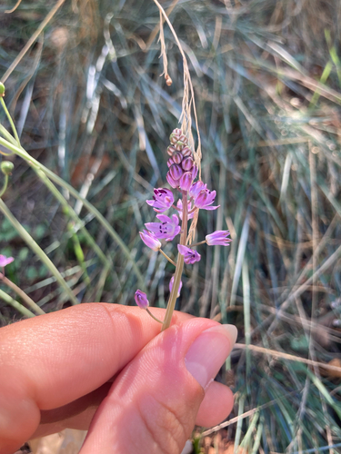Autumn Squill