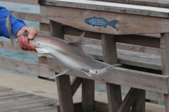 Carcharhinus plumbeus