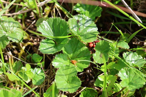 Gunnera magellanica, photograph 1