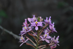 Epidendrum secundum