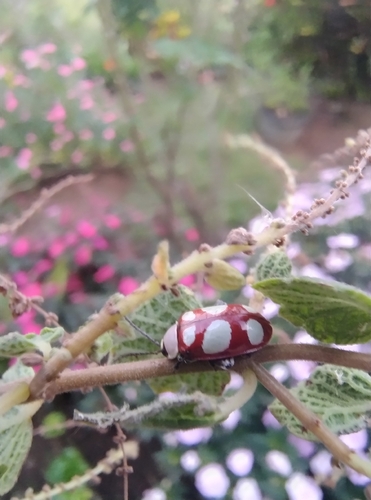 Omophoita personata