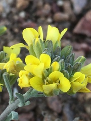 Physaria montana