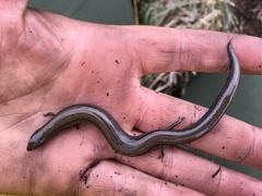 Hemiergis talbingoensis