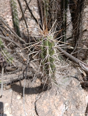 Corryocactus melanotrichus, photograph (c) Andrés Romero Bravo, some rights reserved (CC BY)